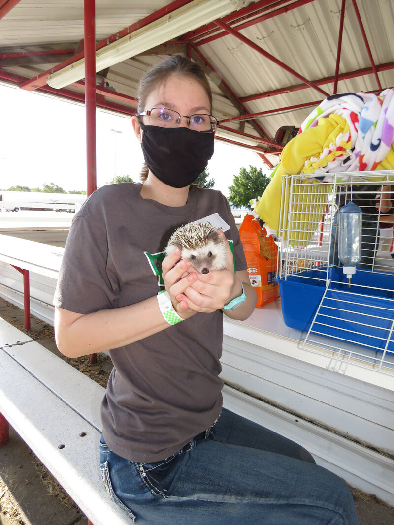 Hedgehog, Jaylin Gargan, Kearney